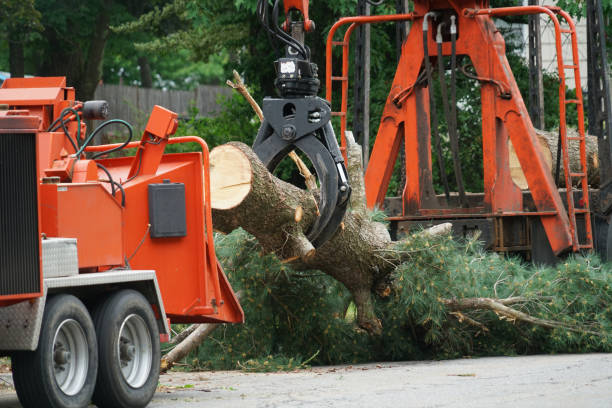 Flint, MI  Tree Services Company